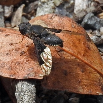 Comptosia sp. (genus) (Unidentified Comptosia bee fly) at Paddys River, ACT - 1 Feb 2018 by RodDeb