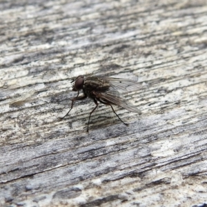 Helina sp. (genus) at Paddys River, ACT - 1 Feb 2018