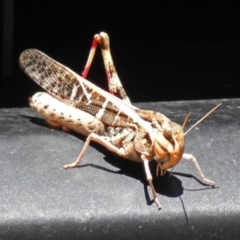 Gastrimargus musicus (Yellow-winged Locust or Grasshopper) at Tidbinbilla Nature Reserve - 1 Feb 2018 by RodDeb