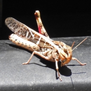 Gastrimargus musicus at Paddys River, ACT - 1 Feb 2018 11:54 AM