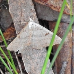 Dissomorphia australiaria (Dissomorphia australiaria) at Tidbinbilla Nature Reserve - 1 Feb 2018 by RodDeb