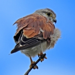 Falco cenchroides (Nankeen Kestrel) at Tidbinbilla Nature Reserve - 1 Feb 2018 by RodDeb