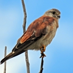 Falco cenchroides at Paddys River, ACT - 1 Feb 2018