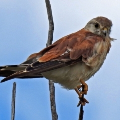 Falco cenchroides at Paddys River, ACT - 1 Feb 2018