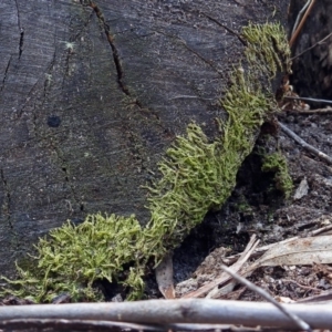 Chiloscyphus sp. at Paddys River, ACT - 20 Feb 2018