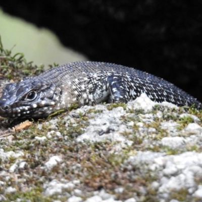 Egernia cunninghami (Cunningham's Skink) at Tidbinbilla Nature Reserve - 1 Feb 2018 by RodDeb