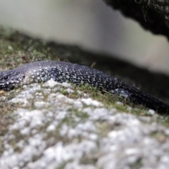 Egernia cunninghami at Paddys River, ACT - 1 Feb 2018