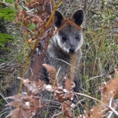 Wallabia bicolor (Swamp Wallaby) at Tidbinbilla Nature Reserve - 1 Feb 2018 by RodDeb