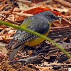 Eopsaltria australis (Eastern Yellow Robin) at Paddys River, ACT - 1 Feb 2018 by RodDeb