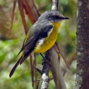 Eopsaltria australis at Paddys River, ACT - 1 Feb 2018