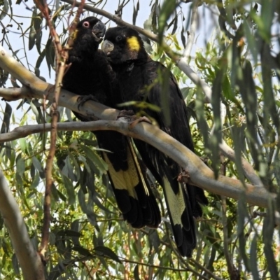 Zanda funerea (Yellow-tailed Black-Cockatoo) at Paddys River, ACT - 1 Feb 2018 by RodDeb