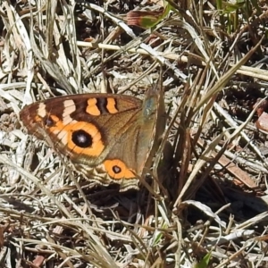 Junonia villida at Paddys River, ACT - 1 Feb 2018 10:00 AM