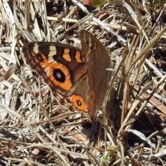 Junonia villida at Paddys River, ACT - 1 Feb 2018 10:00 AM