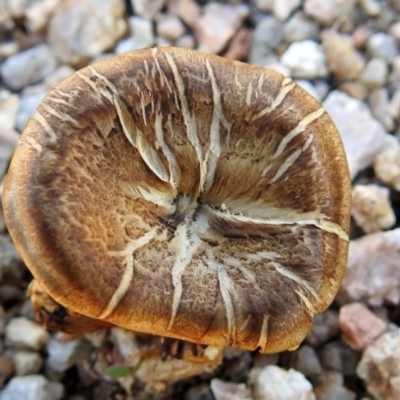 Lentinus arcularius (Fringed Polypore) at Paddys River, ACT - 1 Feb 2018 by RodDeb