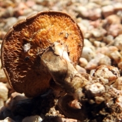 Lentinus arcularius at Paddys River, ACT - 1 Feb 2018