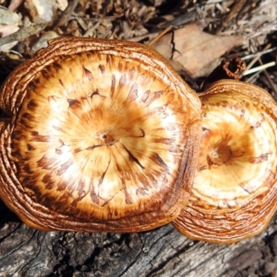 Lentinus arcularius (Fringed Polypore) at Namadgi National Park - 31 Jan 2018 by RodDeb