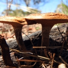 Lentinus arcularius at Paddys River, ACT - 1 Feb 2018