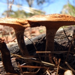 Lentinus arcularius at Paddys River, ACT - 1 Feb 2018 10:21 AM