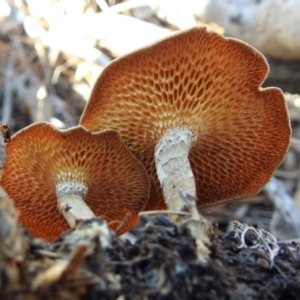 Lentinus arcularius at Paddys River, ACT - 1 Feb 2018 10:21 AM