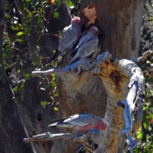 Eolophus roseicapilla at Tennent, ACT - 1 Feb 2018 09:43 AM