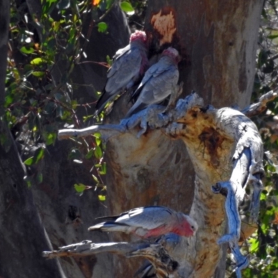 Eolophus roseicapilla (Galah) at Namadgi National Park - 31 Jan 2018 by RodDeb