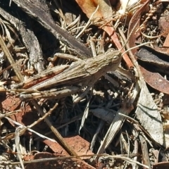 Peakesia hospita (Common Peakesia Grasshopper) at Paddys River, ACT - 31 Jan 2018 by RodDeb