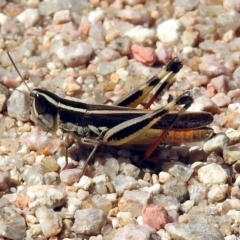 Macrotona australis (Common Macrotona Grasshopper) at Namadgi National Park - 31 Jan 2018 by RodDeb