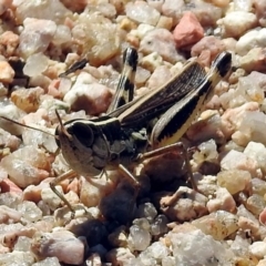 Macrotona australis at Paddys River, ACT - 1 Feb 2018 10:03 AM