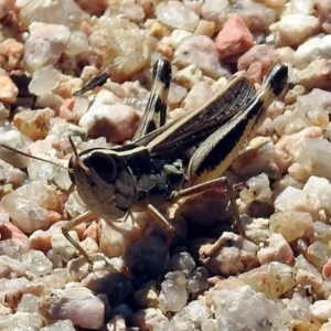 Macrotona australis at Paddys River, ACT - 1 Feb 2018