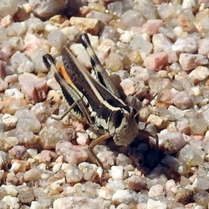 Macrotona australis at Paddys River, ACT - 1 Feb 2018 10:03 AM