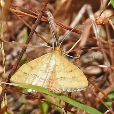 Scopula rubraria (Reddish Wave, Plantain Moth) at Paddys River, ACT - 1 Feb 2018 by RodDeb