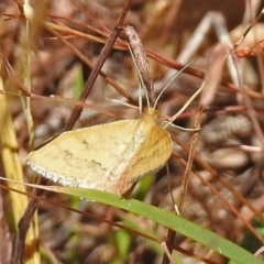 Scopula rubraria at Paddys River, ACT - 1 Feb 2018 10:26 AM