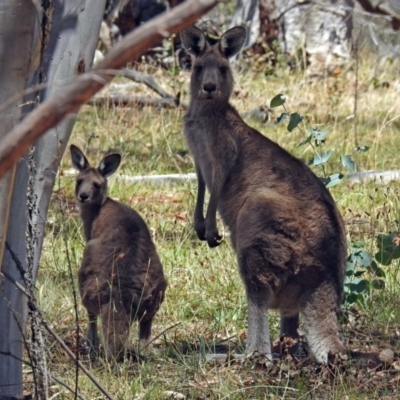 Macropus giganteus (Eastern Grey Kangaroo) at Paddys River, ACT - 1 Feb 2018 by RodDeb