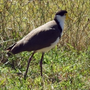 Vanellus miles at Tennent, ACT - 1 Feb 2018