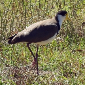 Vanellus miles at Tennent, ACT - 1 Feb 2018