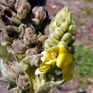 Verbascum thapsus subsp. thapsus at Paddys River, ACT - 1 Feb 2018 10:31 AM