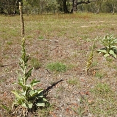 Verbascum thapsus subsp. thapsus at Paddys River, ACT - 1 Feb 2018 10:31 AM