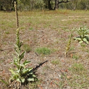 Verbascum thapsus subsp. thapsus at Paddys River, ACT - 1 Feb 2018
