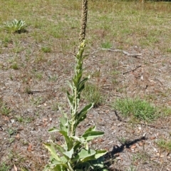 Verbascum thapsus subsp. thapsus at Paddys River, ACT - 1 Feb 2018 10:31 AM