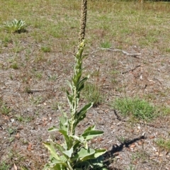 Verbascum thapsus subsp. thapsus at Paddys River, ACT - 1 Feb 2018
