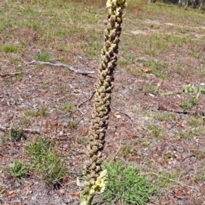 Verbascum thapsus subsp. thapsus at Paddys River, ACT - 1 Feb 2018 10:31 AM