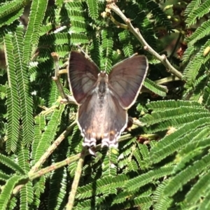 Jalmenus ictinus at Aranda, ACT - 14 Feb 2017 02:57 AM