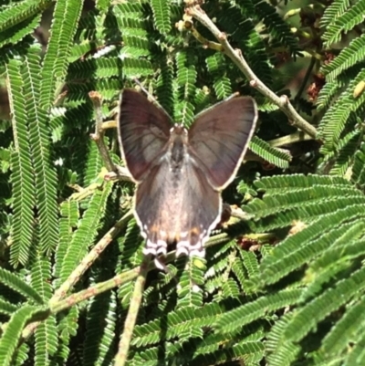 Jalmenus ictinus (Stencilled Hairstreak) at Aranda, ACT - 13 Feb 2017 by KMcCue