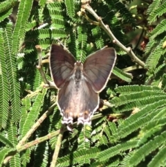 Jalmenus ictinus at Aranda, ACT - 14 Feb 2017