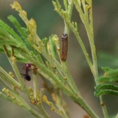 Jalmenus ictinus at Aranda, ACT - 14 Feb 2017