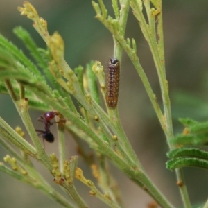 Jalmenus ictinus at Aranda, ACT - 14 Feb 2017