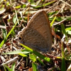 Jalmenus icilius (Amethyst Hairstreak) at Belconnen, ACT - 29 Jan 2017 by KMcCue