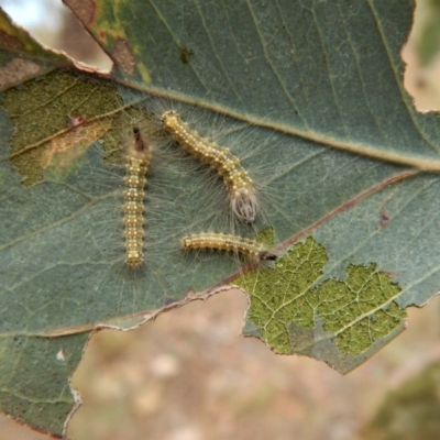 Uraba lugens (Gumleaf Skeletonizer) at Cook, ACT - 31 Jan 2018 by CathB