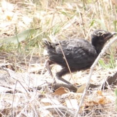 Corcorax melanorhamphos (White-winged Chough) at Red Hill to Yarralumla Creek - 3 Feb 2018 by JackyF