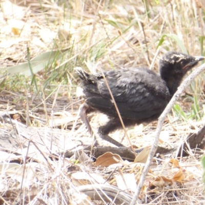 Corcorax melanorhamphos (White-winged Chough) at Hughes Grassy Woodland - 3 Feb 2018 by JackyF